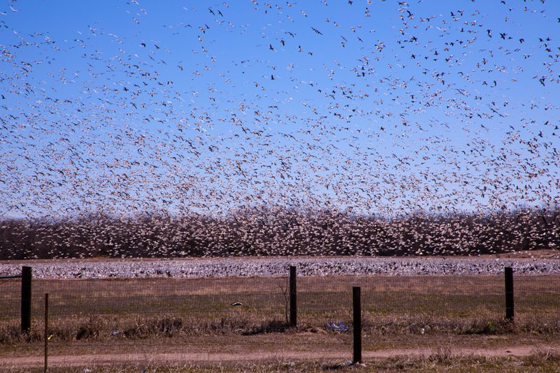 several flocks of various birds migrating