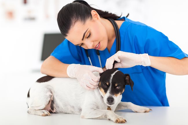 Veterinary staff member examines a puppy's ear