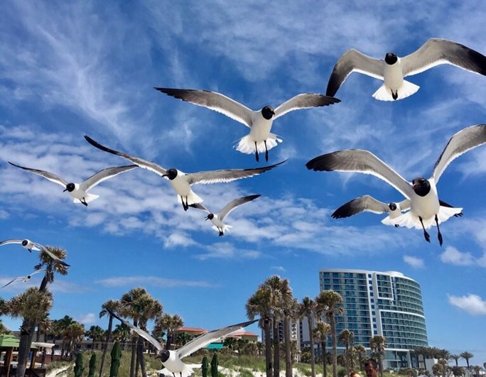 "Fly Away": Seagulls flying gliding on a clear day with palm trees in background and a few puffy white clouds in the sky.